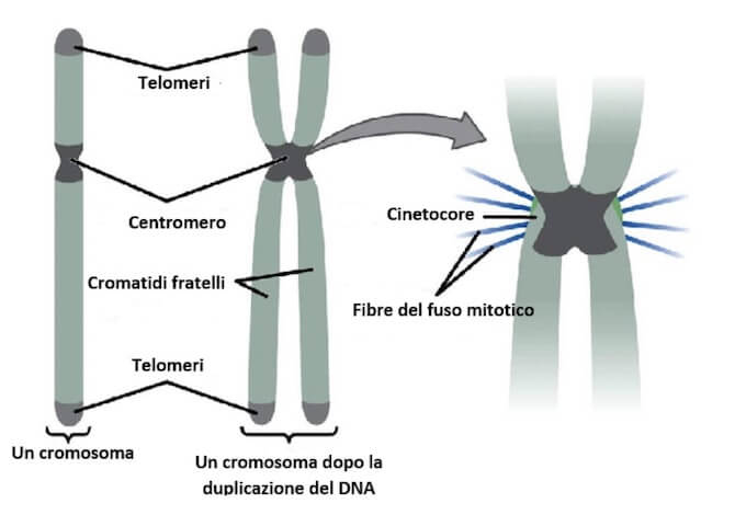 Elementi distintivi di un cromosoma