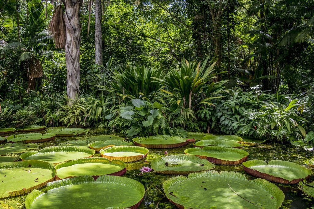 Principalmente, l'etnobotanica studia i luoghi maggiormente ricchi di biodiversità, come la Foresta Amazzonica che celano una grande quantità di piante potenzialmente fonti di metaboliti utili alla Medicina