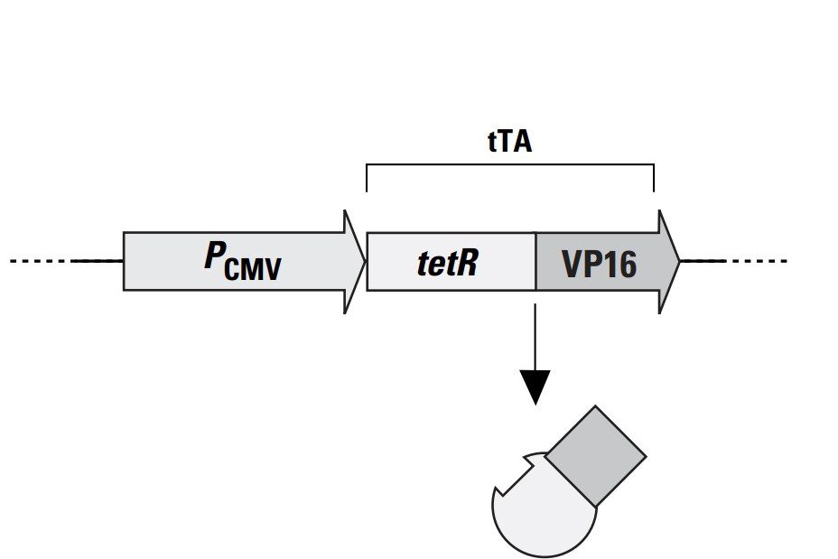 Vettore plasmidico pTet-Off per la sintesi della proteina di fusione tTA (tetR + VP16)