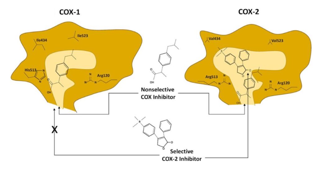 Residui amminoacidici di COX1 più voluminosi creano un ingresso ristretto del sito attivo ostruendo l’accesso agli inibitori selettivi di COX2 più ingombranti.