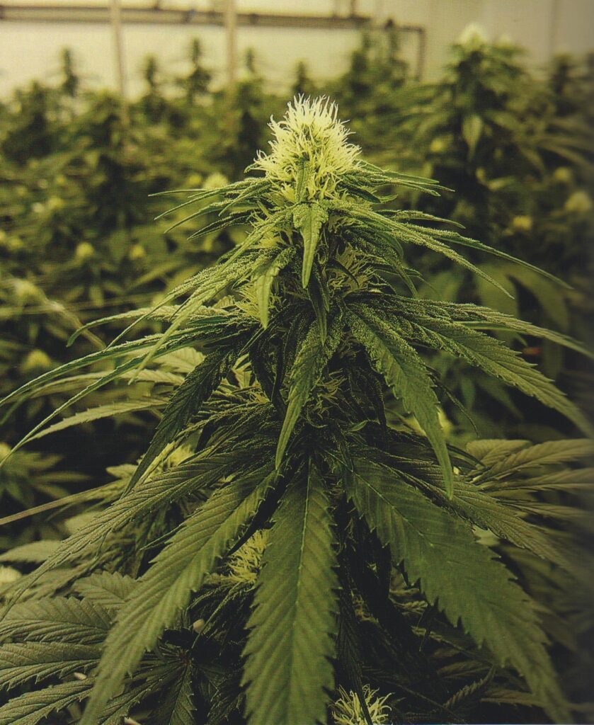 Cannabis terapeutica prodotta dallo Stabilimento Chimico Farmaceutico Militare
