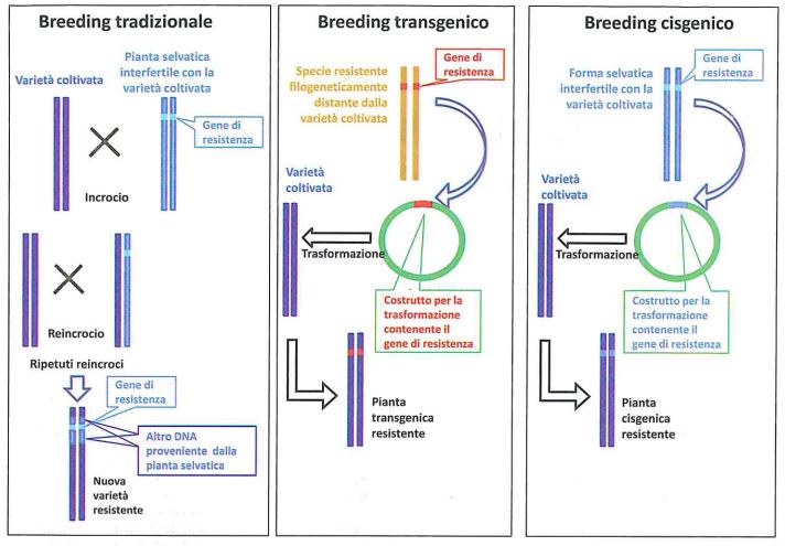 Confronto tra metodi di breeding tradizionale, transgenico (OGM) e cisgenico per lo sviluppo di una pianta dotata di un particolare gene di resistenza