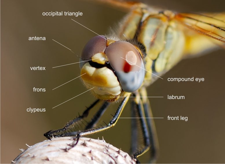 Testa di odonato (occhi, antenne e mandibole)