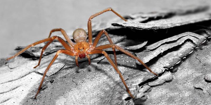 Ragno Violino (Loxosceles reclusa) 