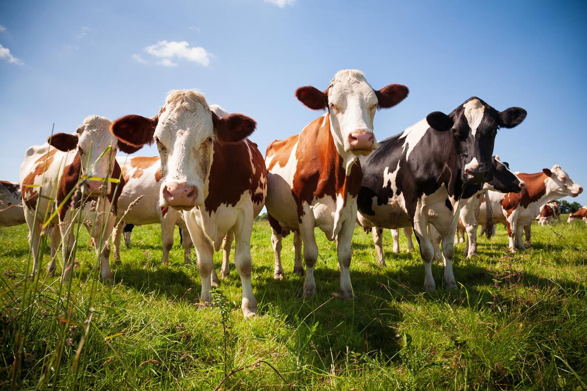 bovine-da-latte.jpg