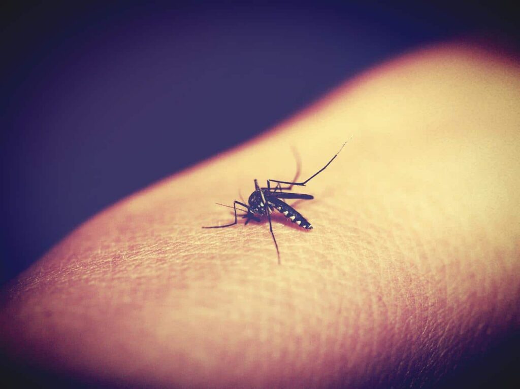 Addio alle zanzare