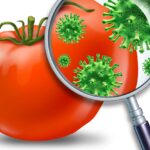 giornata mondiale della sicurezza alimentare