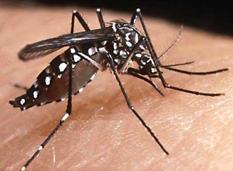 la zanzara tigre è un vettore di trasmissione di malattie infettive: Il suo incremento e diffusione è una conseguenza del cambiamento climatico
