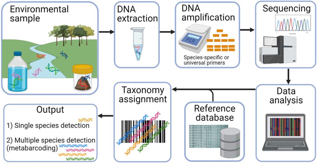 Figura 1 -  Fasi dello studio dell'eDNA: campionamento, in laboratorio (estrazione del DNA, amplificazione mediante PCR e sequenziamento) e elaborazione dati [Fonte: sciencedirect. com]
