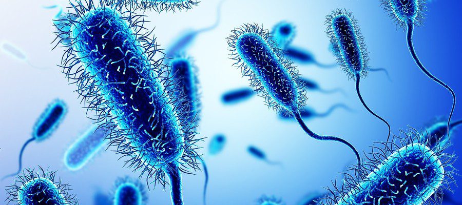 Escherichia coli in estate
