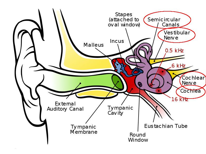 Innervazione dell'orecchio interno