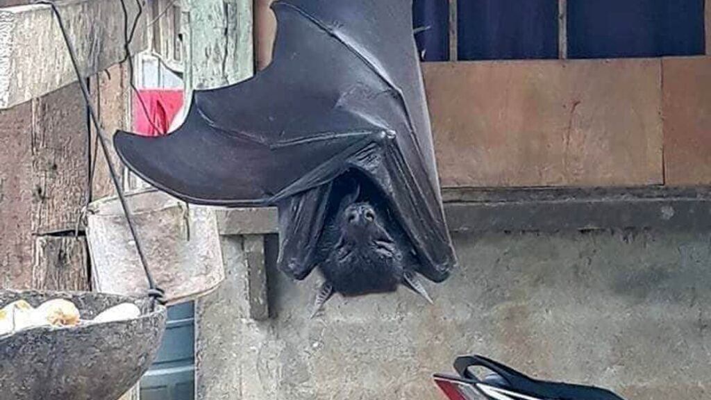 Pipistrello a grandezza uomo