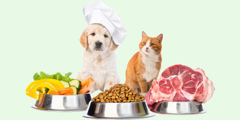 Alimentazione corretta per cani e gatti