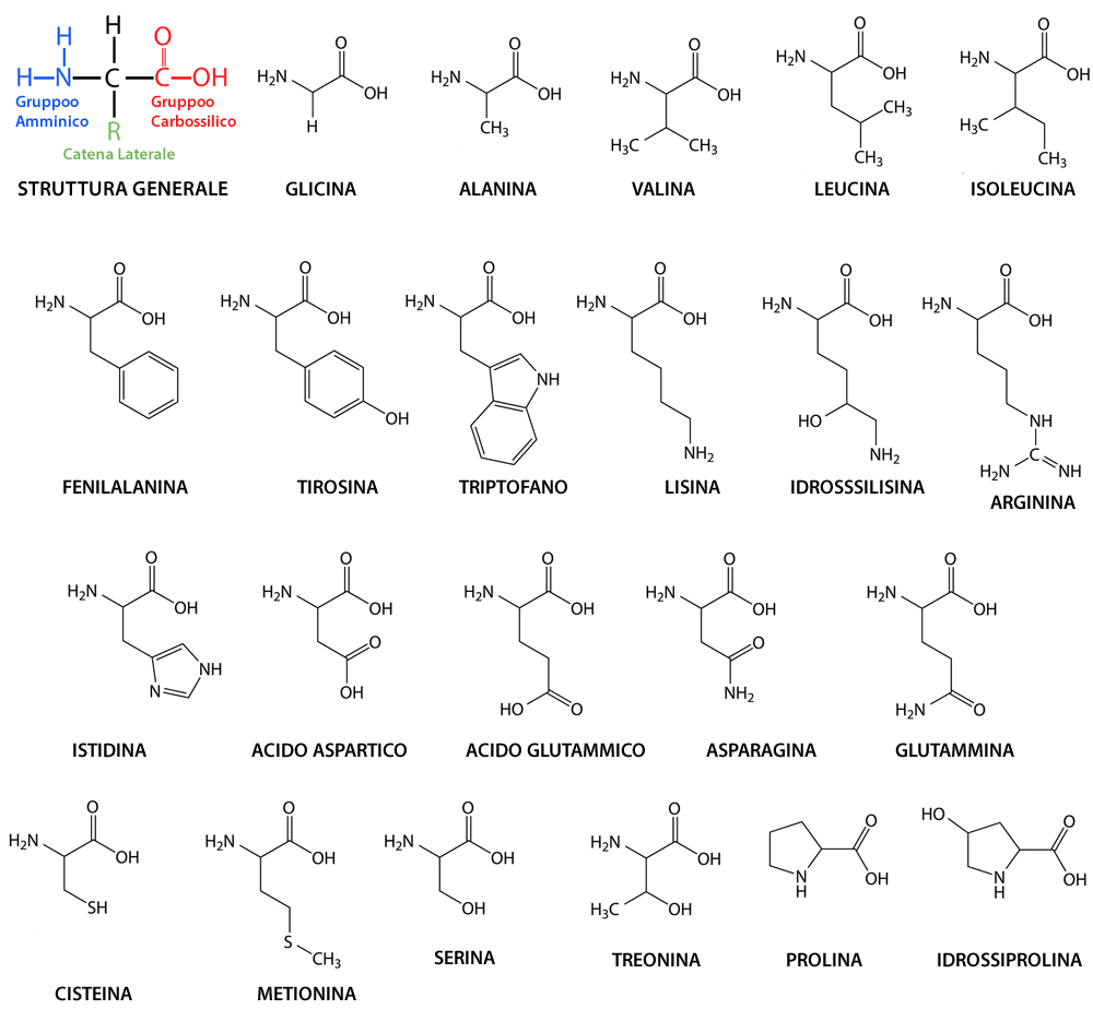 Lista completa degli amminoacidi