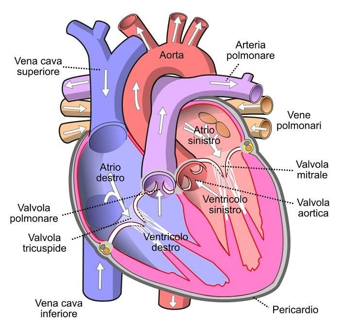 Anatomia del cuore umano