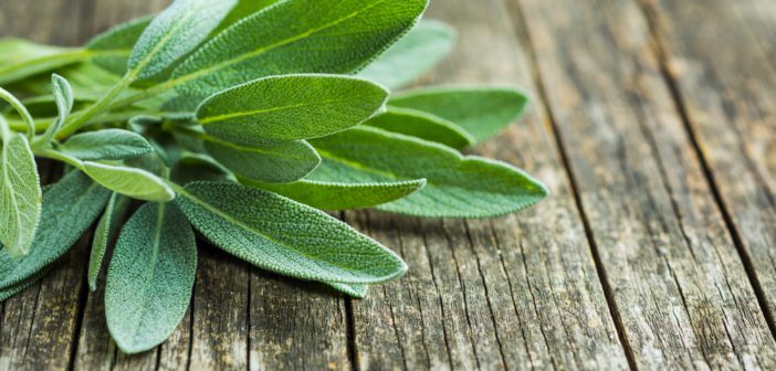 I benefici della salvia