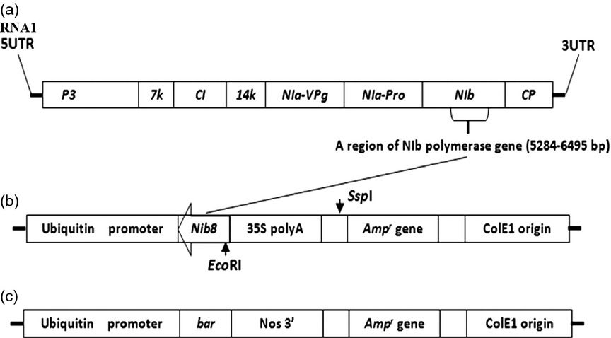 Figura 1 - Rappresentazione del costrutto e del vettore per avere grano ad alta resa per mezzo dell' RNAi [Fonte: Minng Chen, Et al., 2013] 