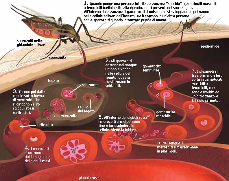 Il ciclo della malaria 