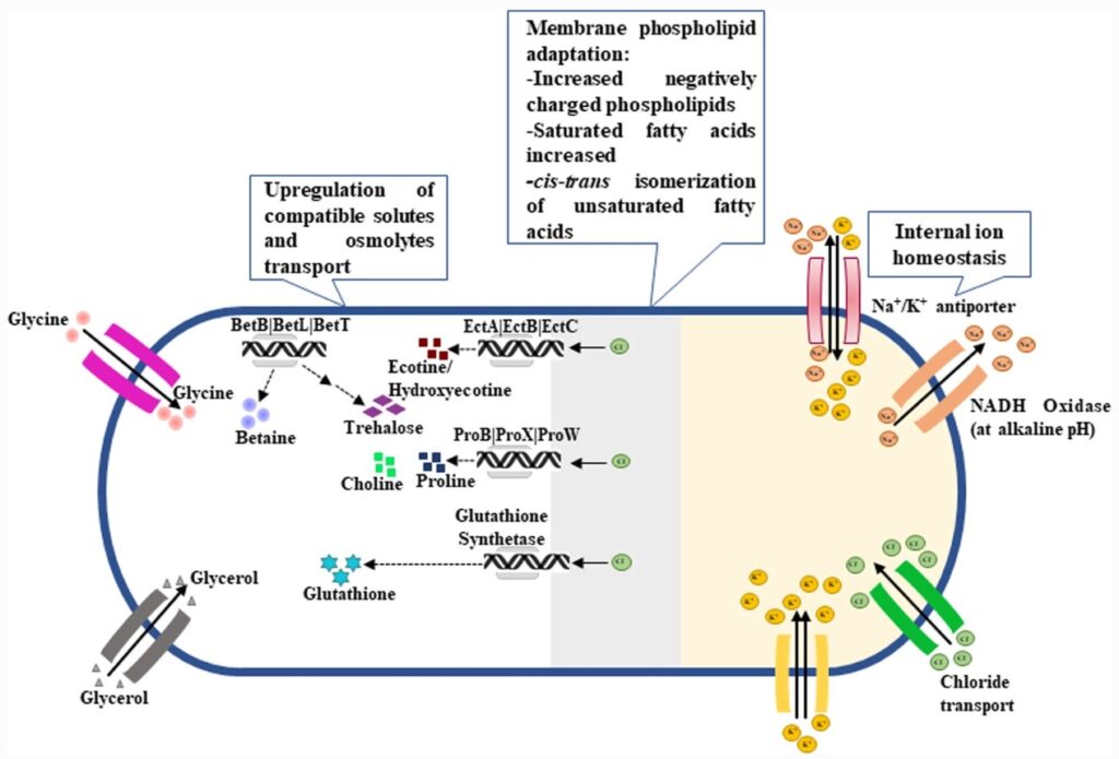 Figura 2- Immagine di una cellula di microorganismo alofilo, delimitata da membrana (in blu) con in evidenza gli adattamenti per sopravvivere in ambiente ipersalino