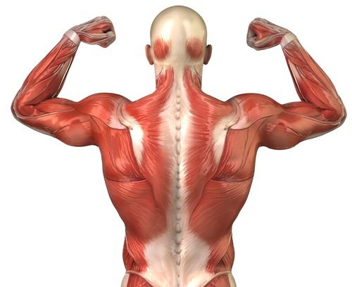 Integratori per la Salute Muscolare