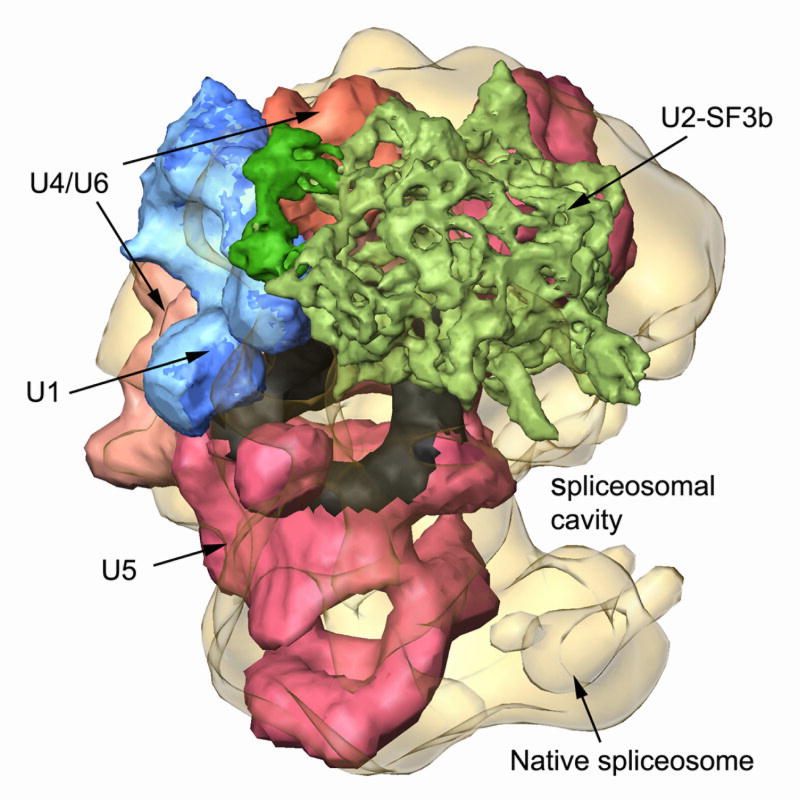 Struttura dello spliceosoma, il "macchinario molecolare" deputato al processo di splicing. 