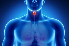 Malattie dell'Apparato Endocrino Inferiore
