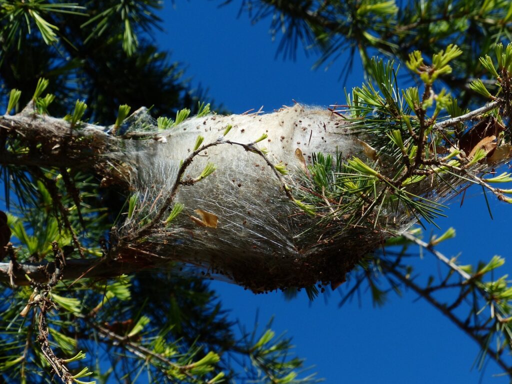Il caratteristico nido di processionaria, facilmente riconoscibile d'inverno.1