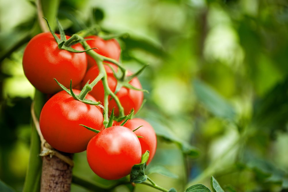 I pomodori e la prevenzione del cancro