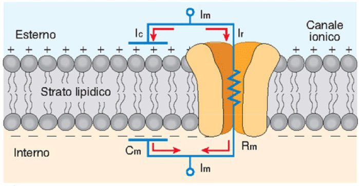 Rappresentazione del parallelismo tra una membrana di una cellula eccitabile e un circuito RC