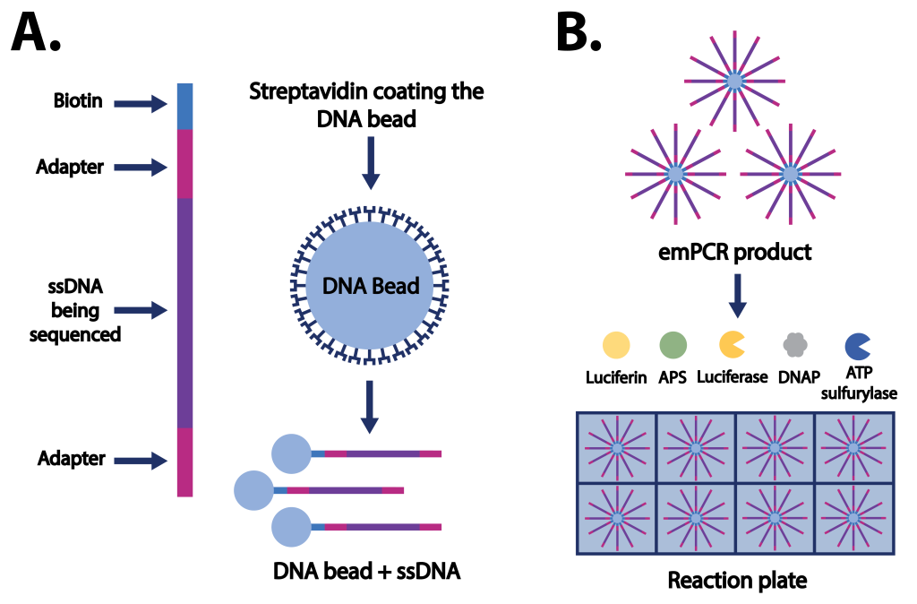 Prepazione DNA per pirosequenziamento