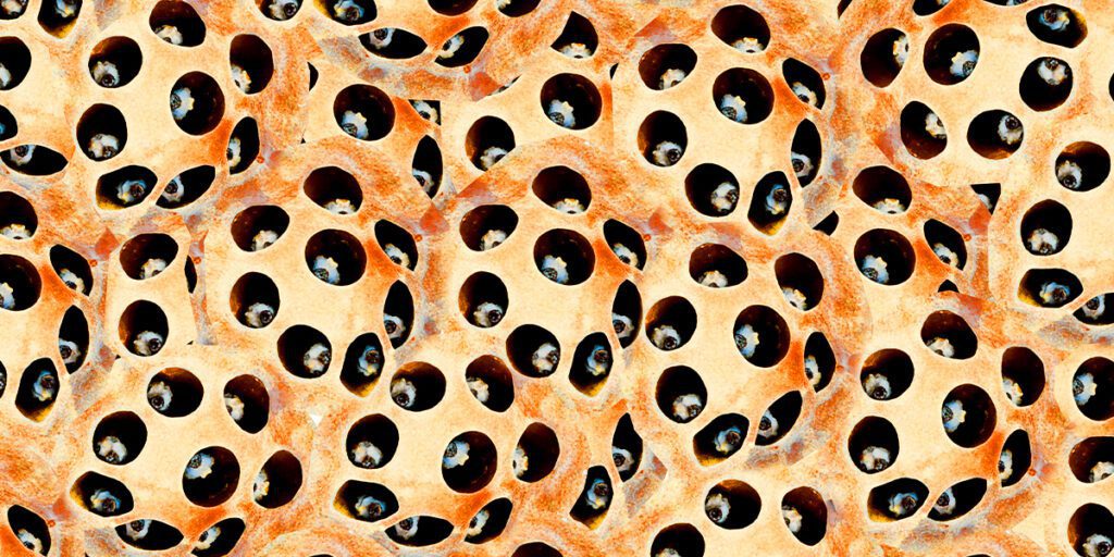 Tripofobia