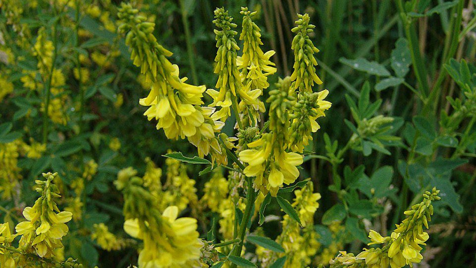 Utilizzo del Melilotus