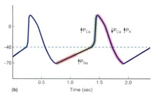 potenziale-d-azione-neuronale-scheletrico-e-cardiaco-riassunto