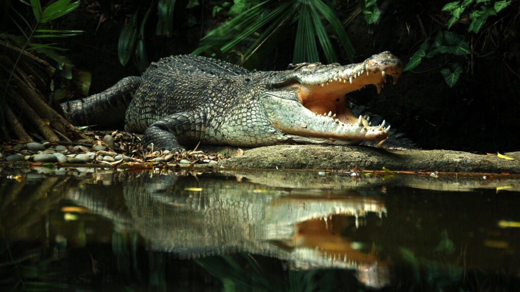 Alligatori nei Sogni