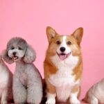 Diabete negli Animali Domestici