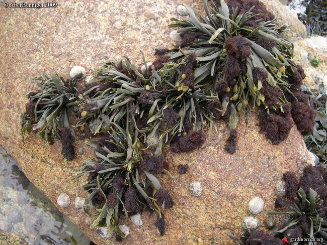 Le alghe rosse possono essere anche epibionti su altre alghe