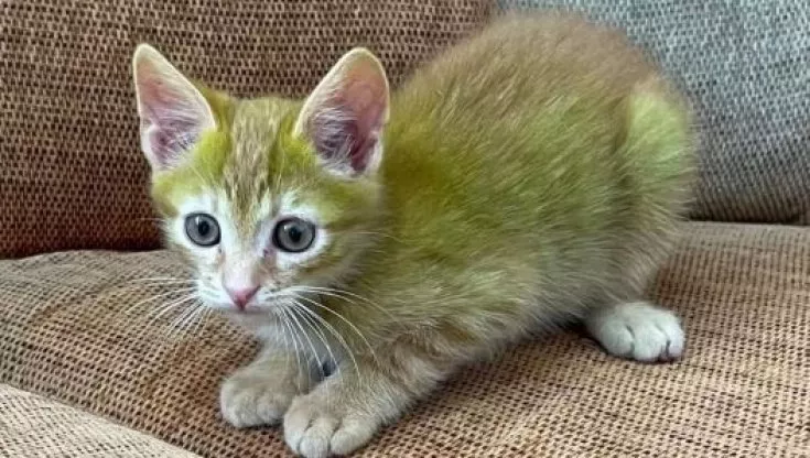 Gatto Verde