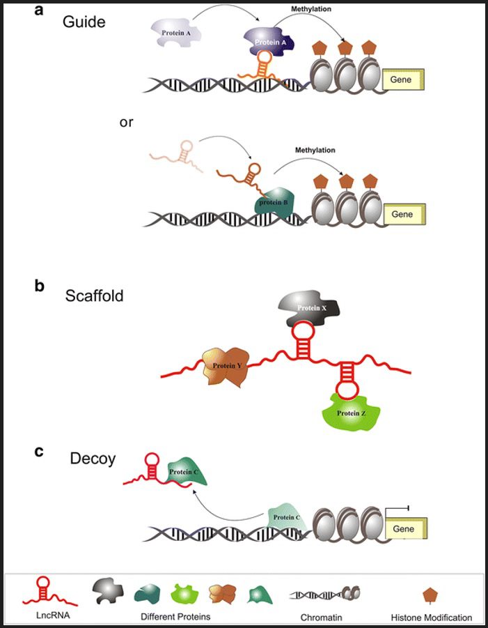 meccanismi d'azione dei long non coding RNAs 