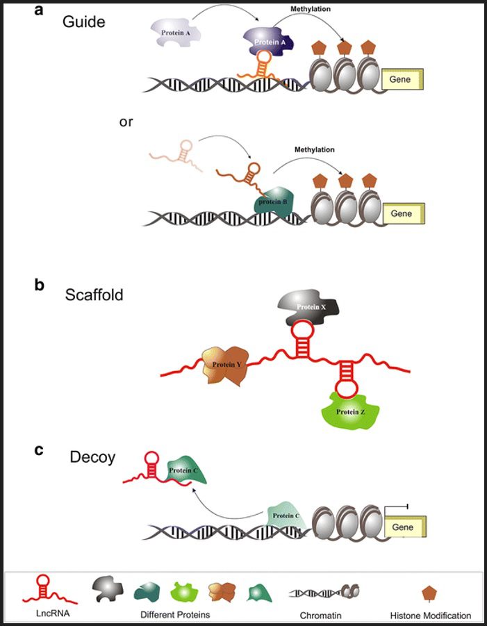 meccanismi d'azione dei long non coding RNAs