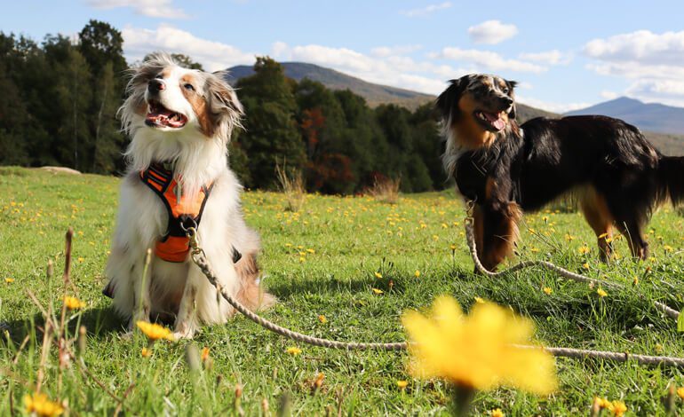 Sicurezza dei Cani durante le Passeggiate