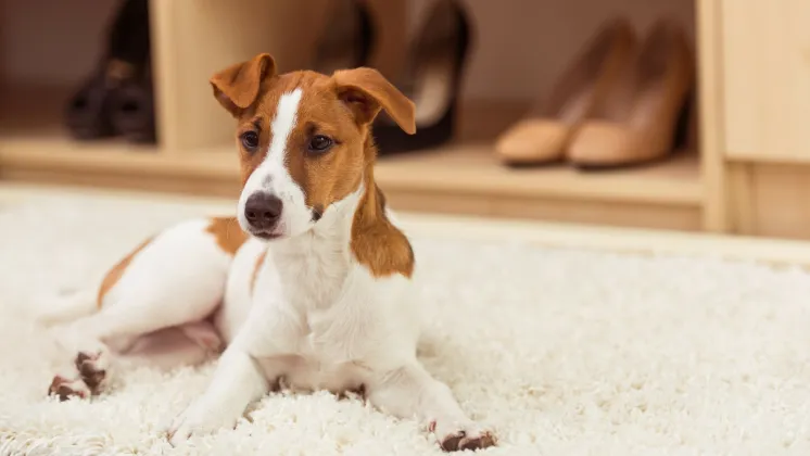 Trattamento e Prevenzione delle Allergie negli Animali Domestici