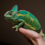 Cura degli Occhi negli Animali Domestici Esotici