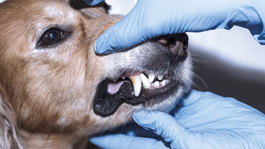 Cura dei Denti negli Animali Domestici