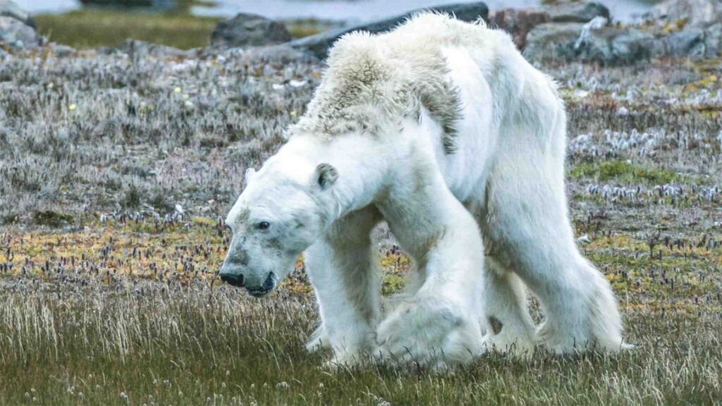 Rischio di Estinzione e Cambiamento Climatico