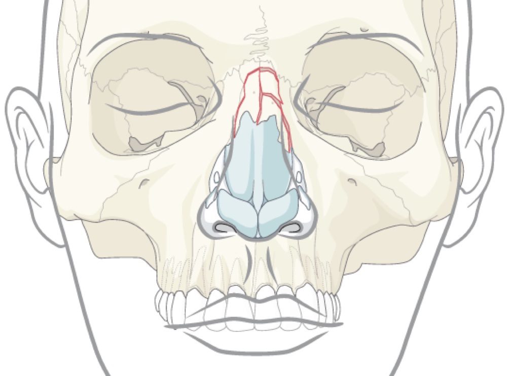 Ossa del Naso struttura