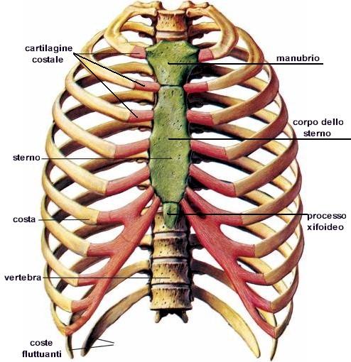 Anatomia delle Ossa del Torace: Struttura e Funzione