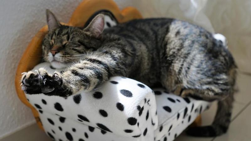 Importanza del Sonno per gli Animali Domestici