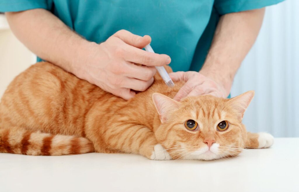 Vaccinazione per Cani e Gatti