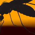Zanzara Chikungunya Contagio