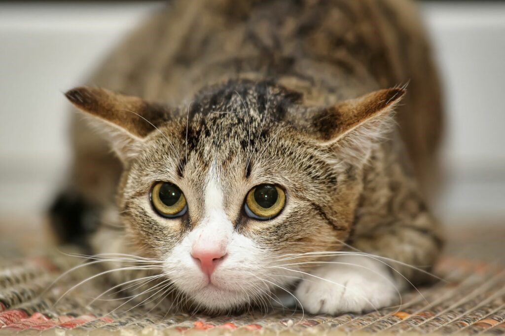 Gestione del Dolore negli Animali Domestici